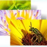 Flowers Insects - Small World - Windows 7 Theme Flowers Insects - Small World - Windows 7 Theme