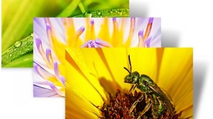 Flowers Insects - Small World - Windows 7 Theme