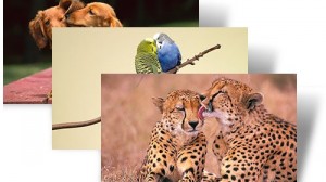 Animal Affection theme for Windows 7 - King Penguins, Miniature Long-haired Daschund (Canis familiaris) pair kissing, Mare and herd stallion interact, Cheetahs (Acinonyx jubatus), Kruger National Park, South Africa