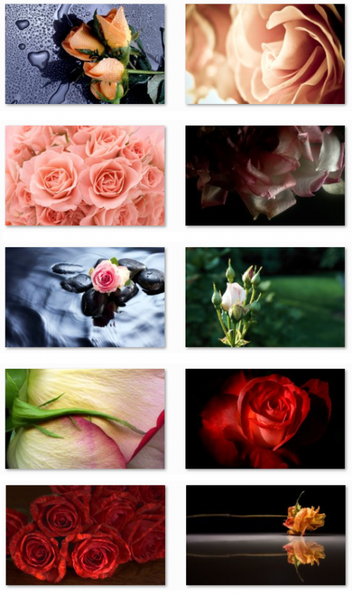 Roses Wallpapers Windows 7 - Pink roses, red roses, water roses, bouquet of roses 