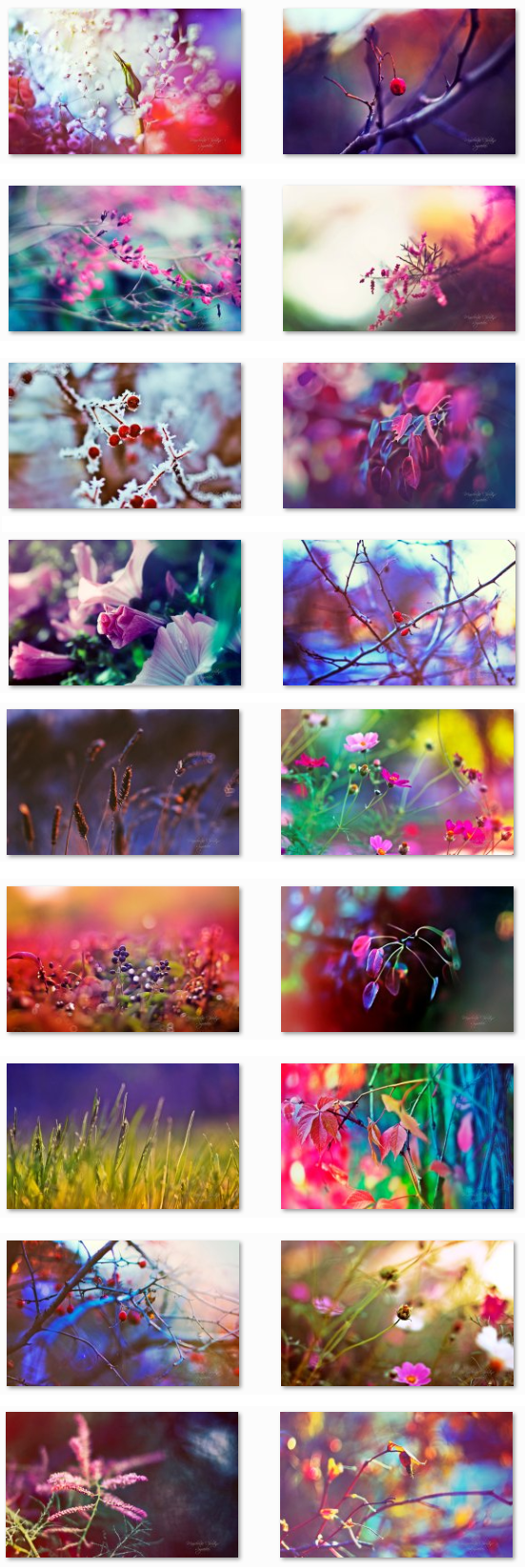 Manchenko Christina - Syxanka - colorful flowers close up wallpapers Manchenko Christina - Syxanka - colorful flowers close up wallpapers
