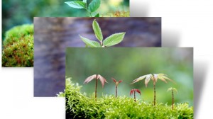 Saplings theme for Windows 7
