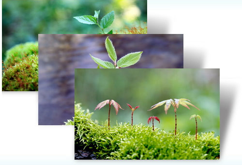 Saplings theme for Windows 7