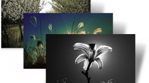 Windows Theme Light and Dark