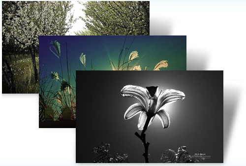 Windows Theme Light and Dark