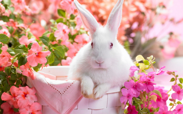bunny-pink-background