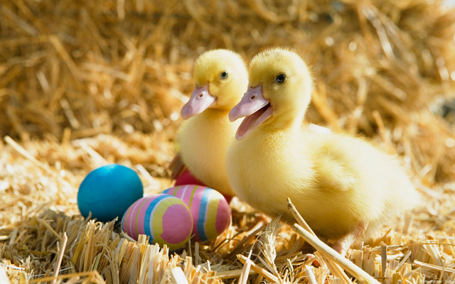 ducks-easter-eggs-decoration