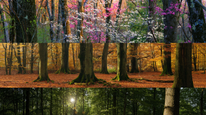 Forest panoramic theme - dual monitor wallpapers