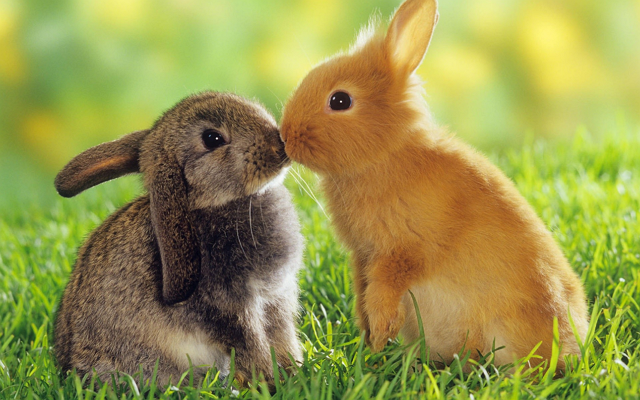 two-bunnies-kissing