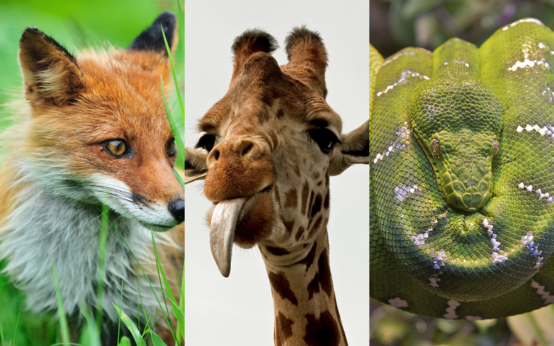 Fauna Dynamic theme Windows 8/RT