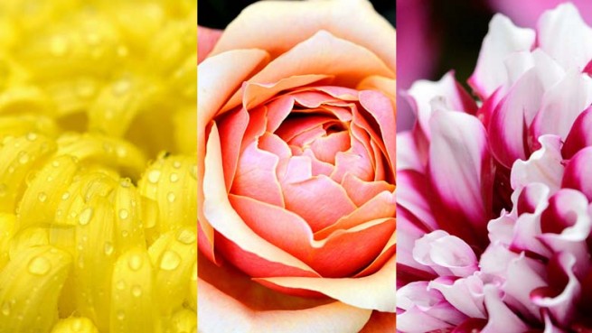 Windows Theme: Fantastic Flowers by Christ Chung 780_wide