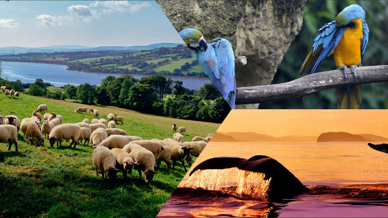 Animals Panoramic theme for Windows 8.1 with dual-monitor