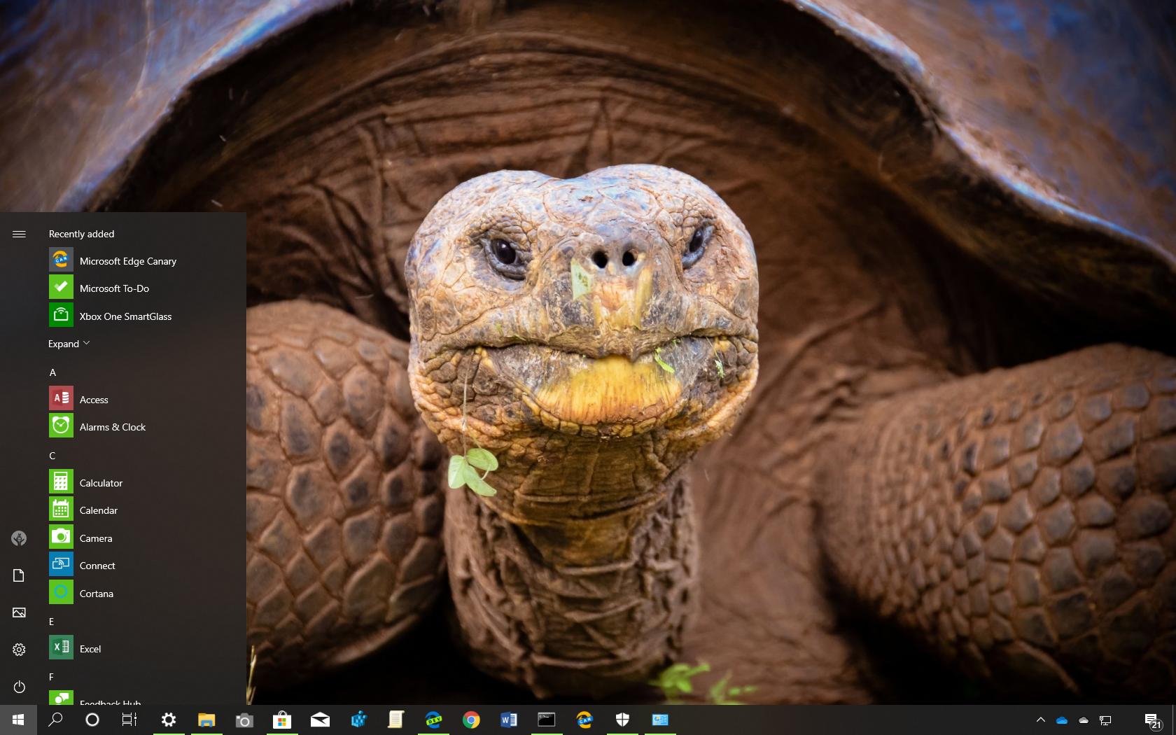 Turtles And Tortoises theme for Windows 10 (download) - Pureinfotech