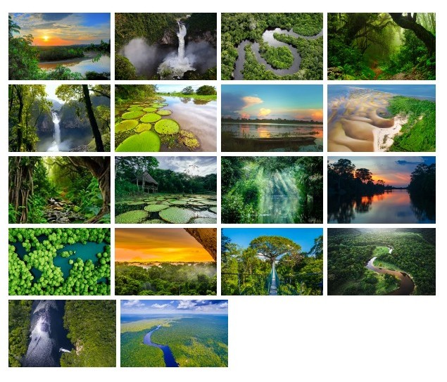 Amazon Rainforest wallpaper sample