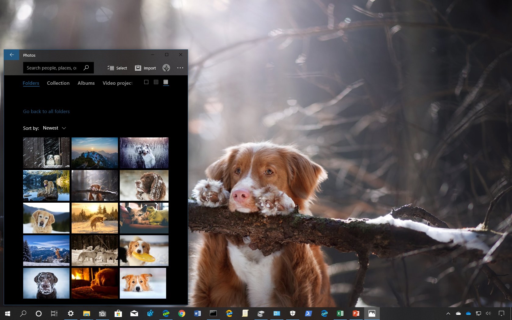 Dogs in Winder theme for Windows 10